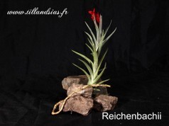 Reichenbachii.jpg