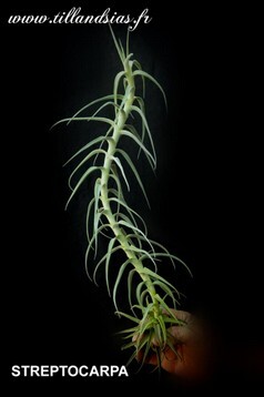 STREPTOCARPA.jpg
