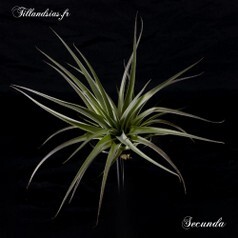 Secunda.jpg