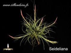 Seideliana.jpg