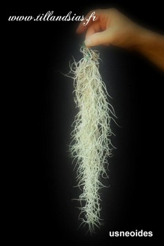 Usneoides.jpg