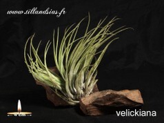 Velickiana.jpg