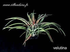 Velutina.jpg