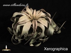 Xerographica.jpg