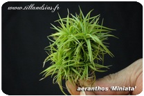 Tillandsia aeranthos ‘Miniata’