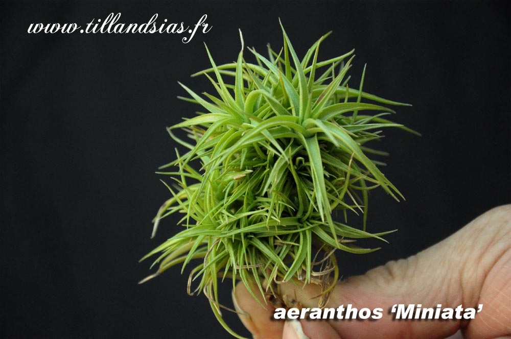 Aéranthos-Miniata (L)