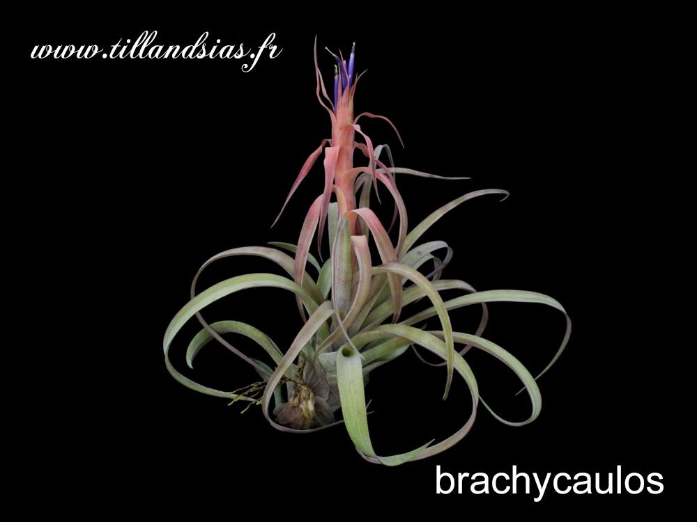 Tillandsia Brachycaulos Abdida