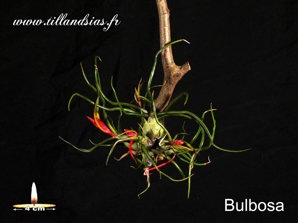 Bulbosa (L) 3° Mini