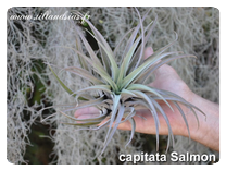 Tillandsia capitata ‘Salmon’