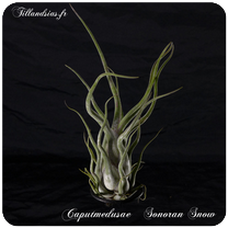 Tillandsia caput-medusae 