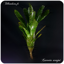 Tillandsia concolor 