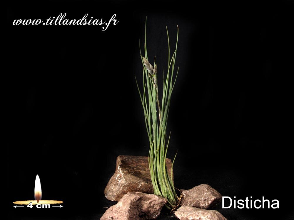 Disticha