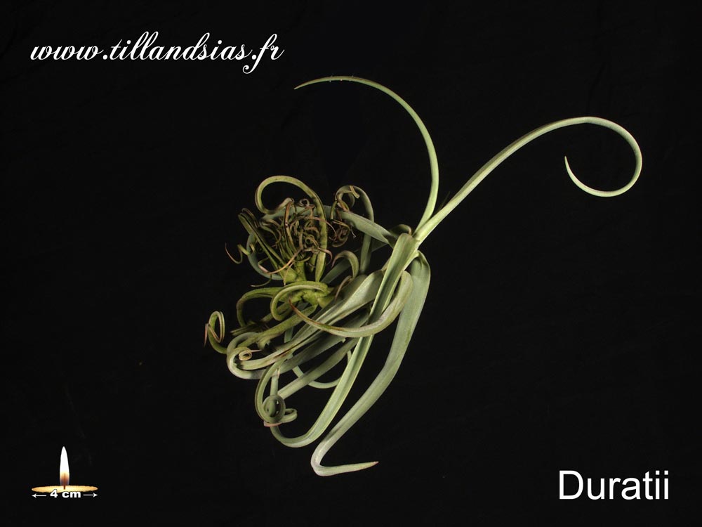 Duratii (L)