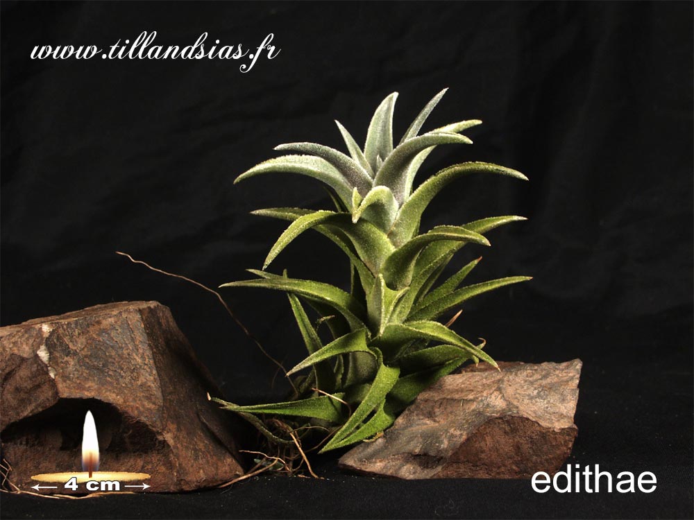 Edithae (L)
