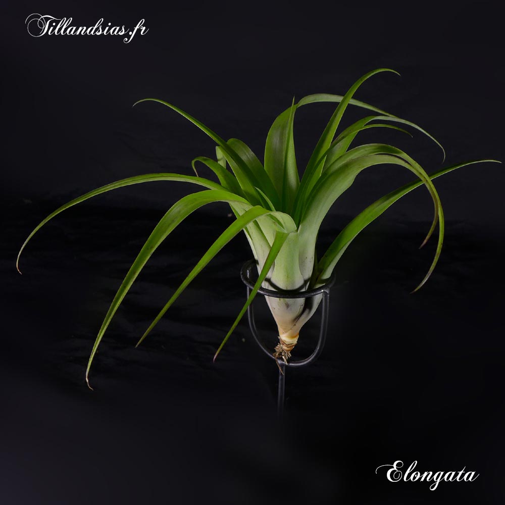 Elongata (M)