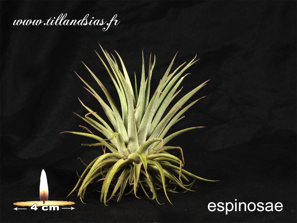 Espinosae (L)