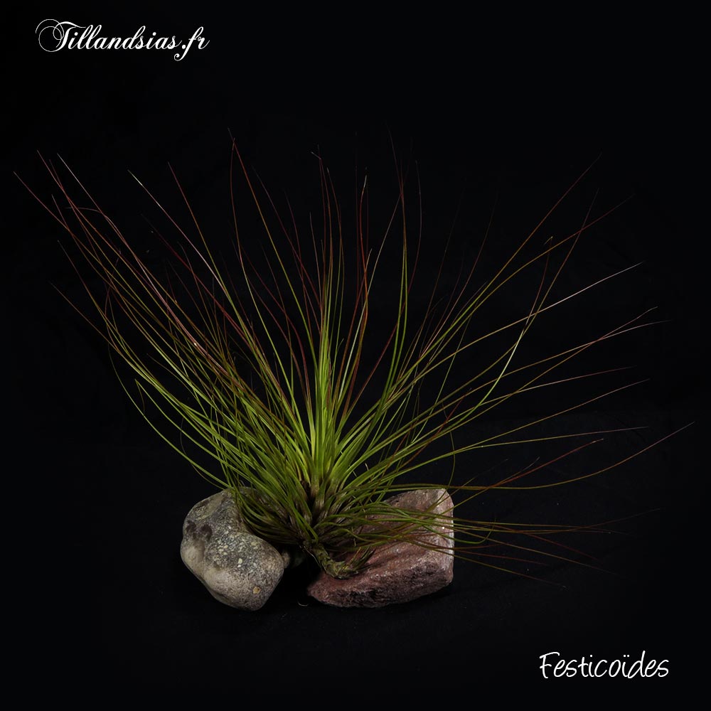 Festucoides (L)