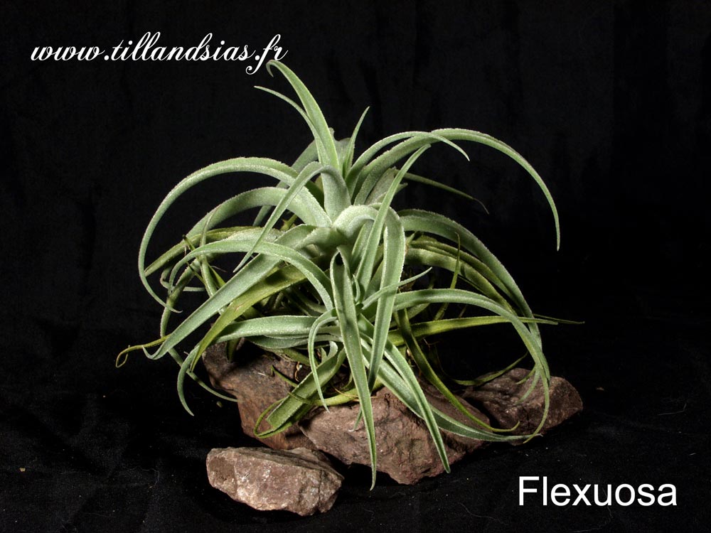 Flexuosa (M) 7° Mini