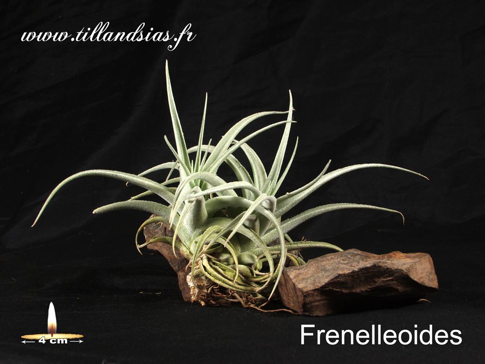 Fresnelleoides (XL)