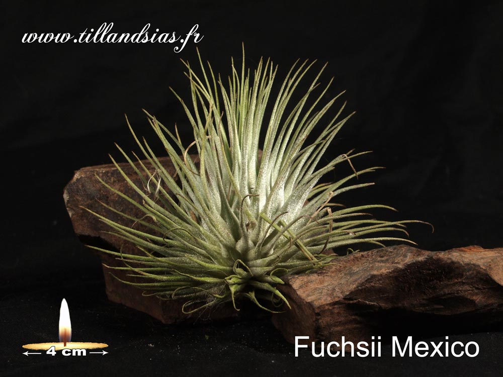 Fuchsii Mexico (L)