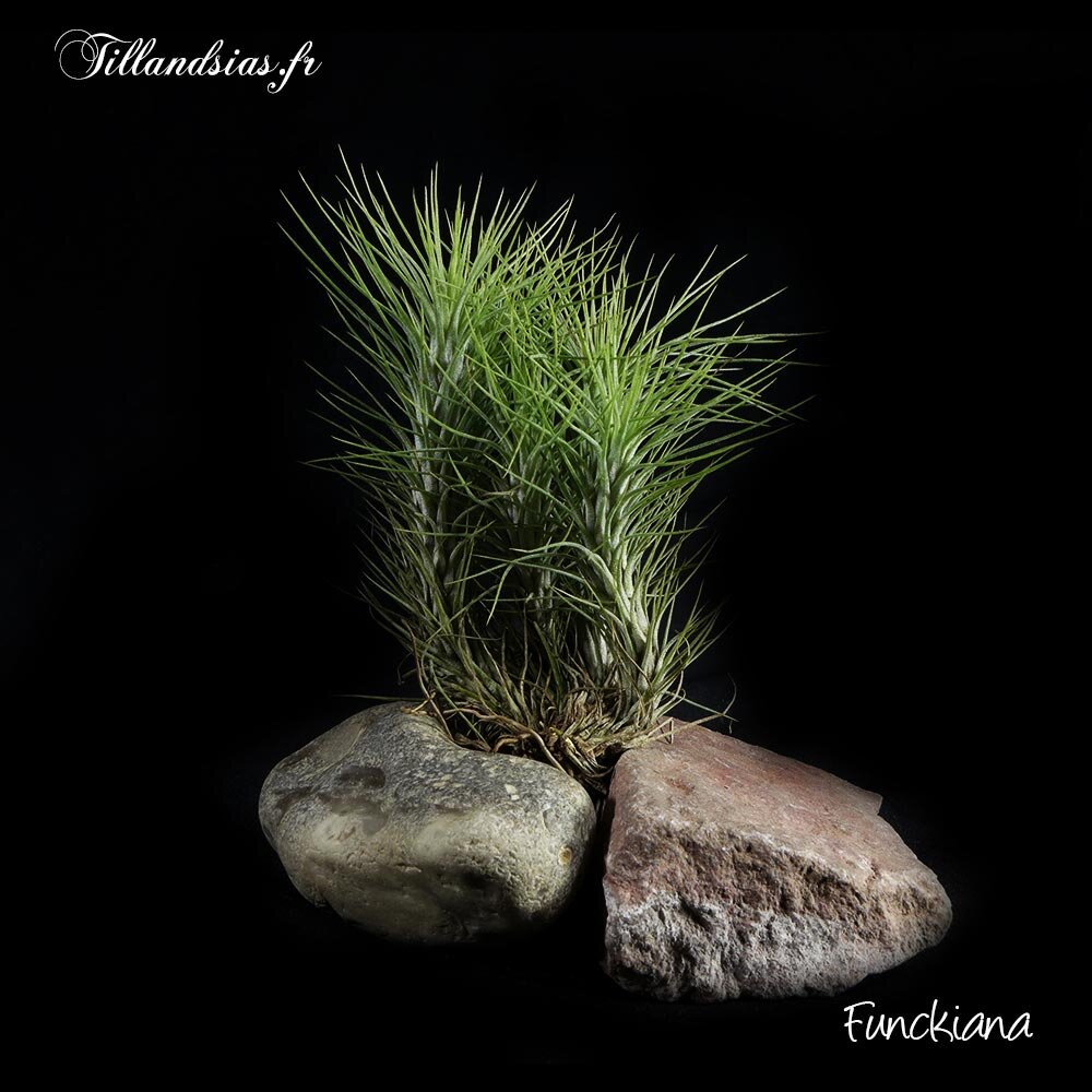 Funckiana (M)