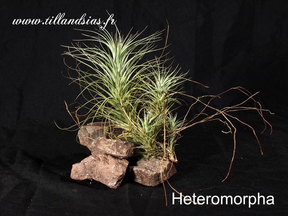 Heteromorpha (L)
