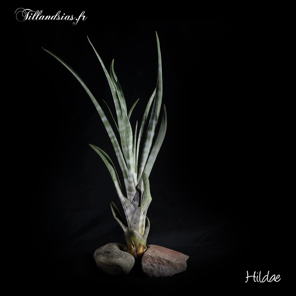 Hildae