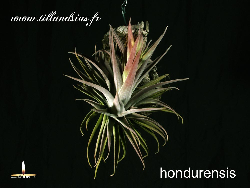 Hondurensis