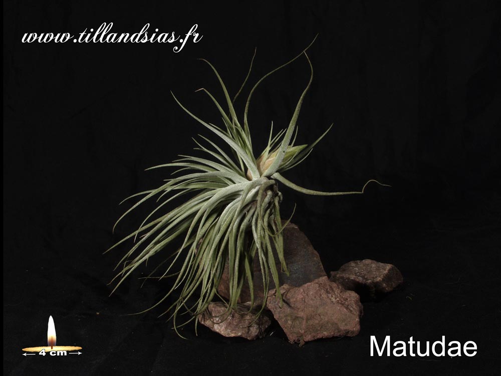 Matudae