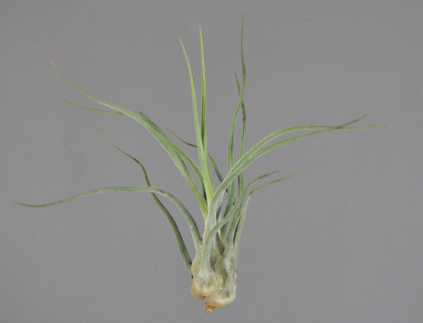 Pruinosa Colombiana (L) 3° Mini