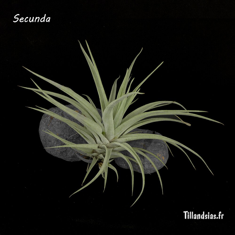 Secunda (M)