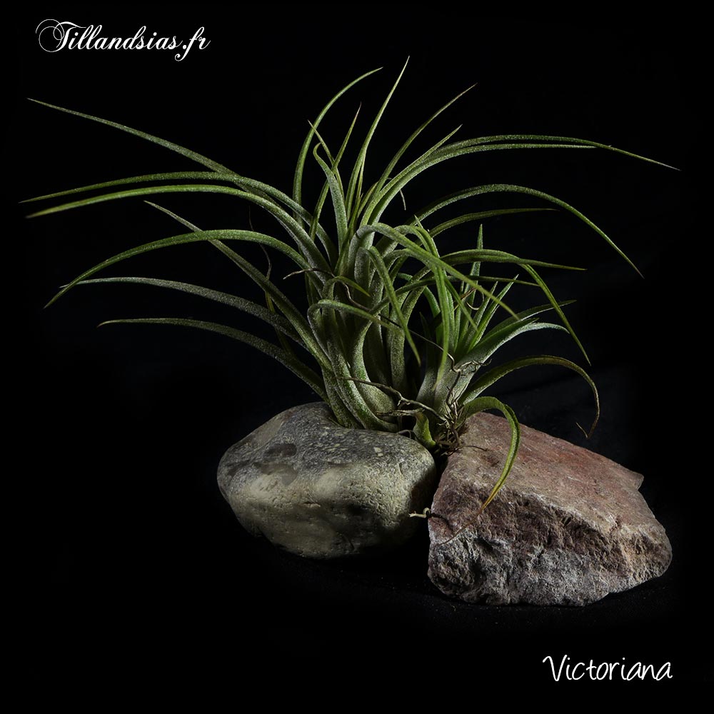 Victoriana Mi-ombre Soleil
