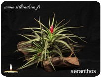 Tillandsia aeranthos