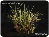 Tillandsia albertiana