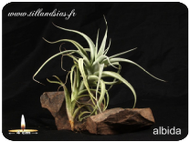 Tillandsia albida 