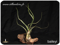 Tillandsia baileyi 