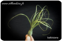 Tillandsia balbisiana