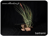 Tillandsia bartramii