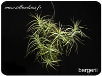 Tillandsia bergerii 