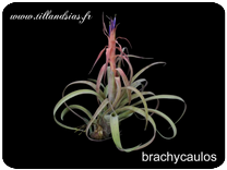 Tillandsia brachycaulos