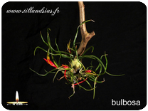 Tillandsia bulbosa