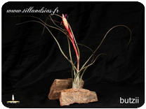 Tillandsia butzii 