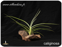Tillandsia caliginosa 
