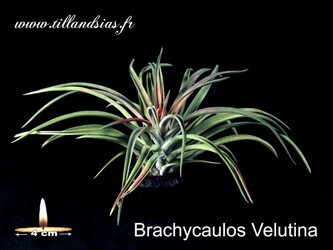 Brachycaulos-Velutina.jpg