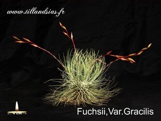 Fuchsii-Var-Gracilis.jpg