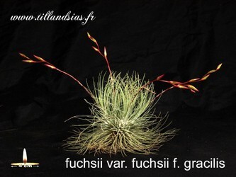 Fuchsii-Var-gracilis_B.jpg