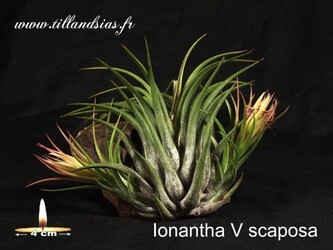 Ionantha-V-scaposa.jpg