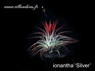 Ionantha-silver.jpg