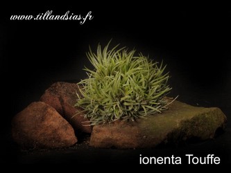 Ionenta-Touffe.jpg