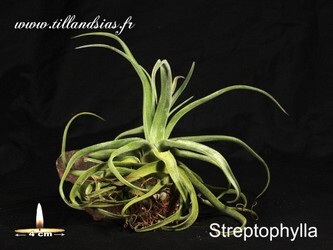 Streptophylla.jpg